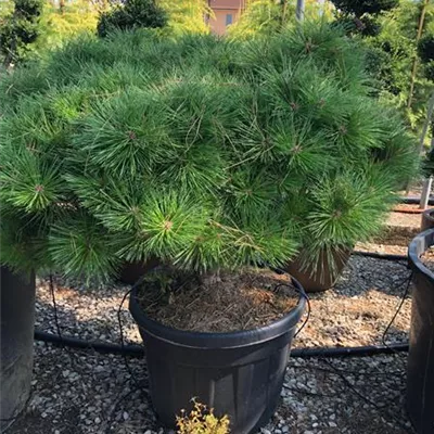 im Container 40 - 50 - Japanische Rotkiefer - Pinus densiflora 'Umbraculifera'