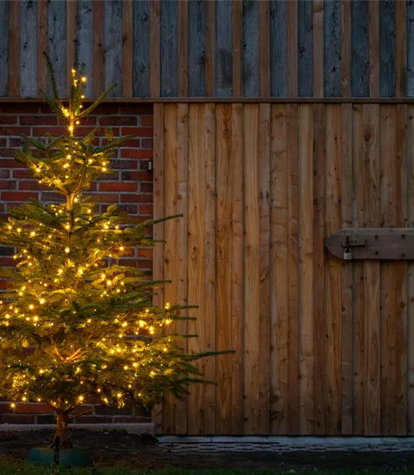 Diese Nadelgehölze eignen sich als Weihnachtsbaum 