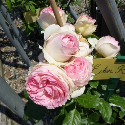 im Container - Kletterrose 'Eden Rose'® - Rosa (Kletterrose) 'Eden Rose'