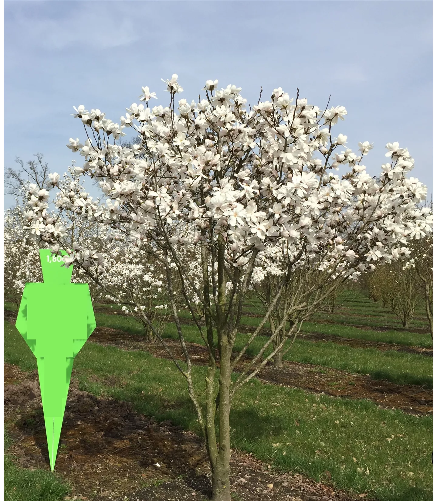 Magnolia loebneri Schirmform