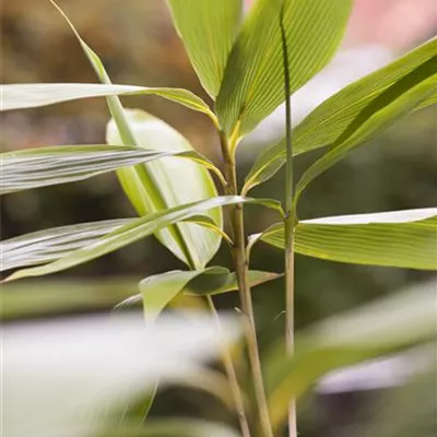 im Container 40 - 50 - Bambus - Sasa palmata f. nebulosa
