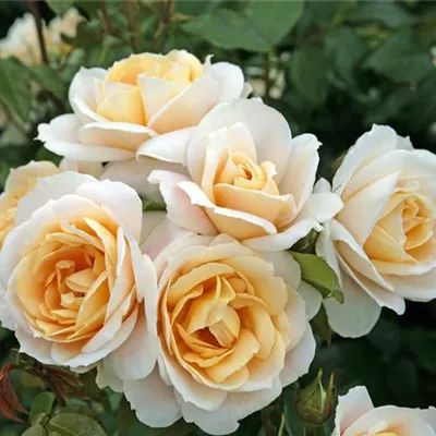  wurzelnackt - Beetrose 'Lions-Rose'® - Rosa (Floribundarose) 'Lions Rose'