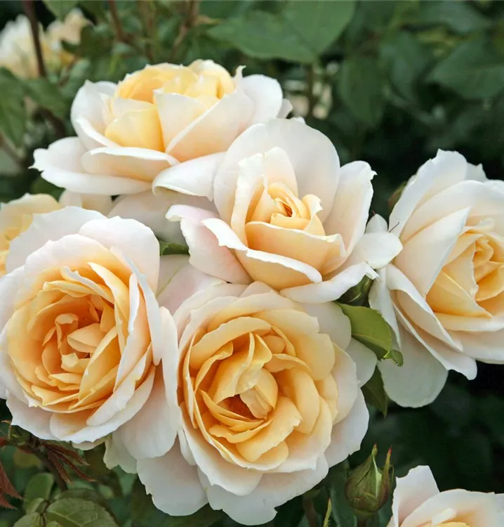 Rosa (Floribundarose) 'Lions Rose', Beetrose 'LionsRose'® Bauer