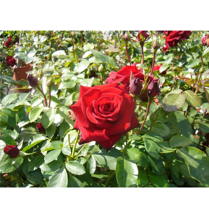 Beetrose 'Niccolo Paganini'® - Rosa (Floribundarose) 'Niccolo Paganini'