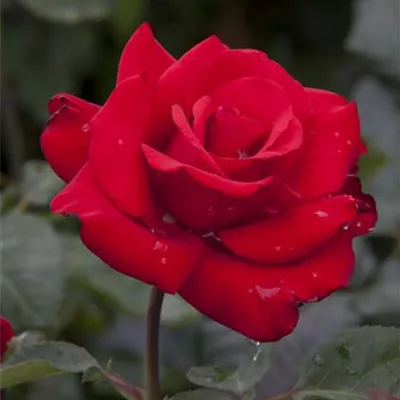 wurzelnackt - Edelrose 'Grande Amore'® - Rosa (Teehybride) 'Grande Amore'
