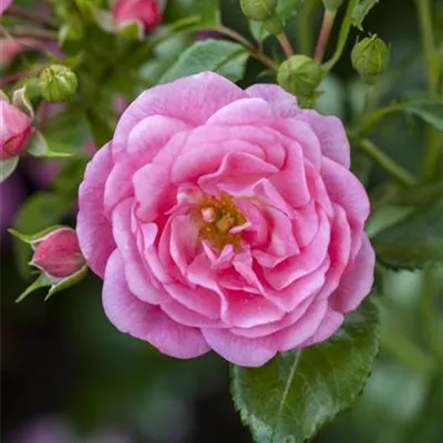 Hochstamm im Container - Polyantharose - Polyantharose rosa