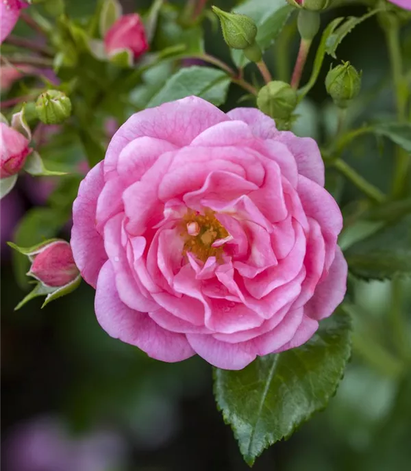 Polyantharose rosa