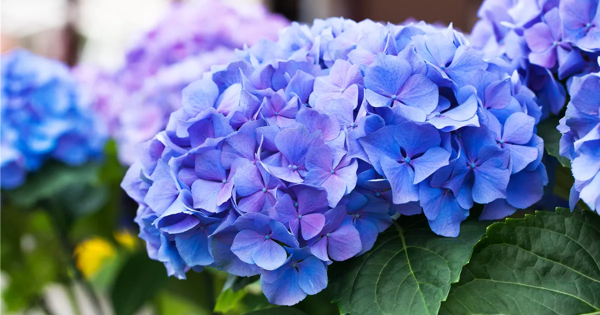 Hydrangea macrophylla 'Early Blue', Hortensie