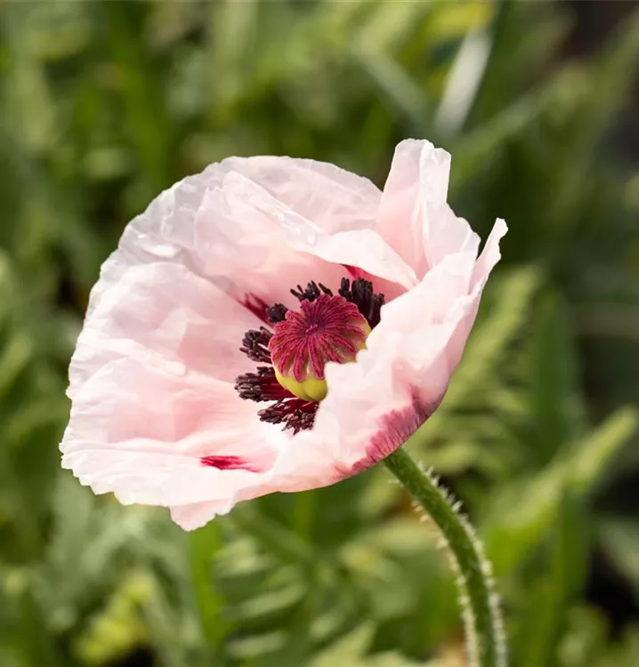 Papaver orientale 'Royal Wedding', Türkischer Mohn Papaver orientale 'Royal Wedding', Türkischer Mohn
