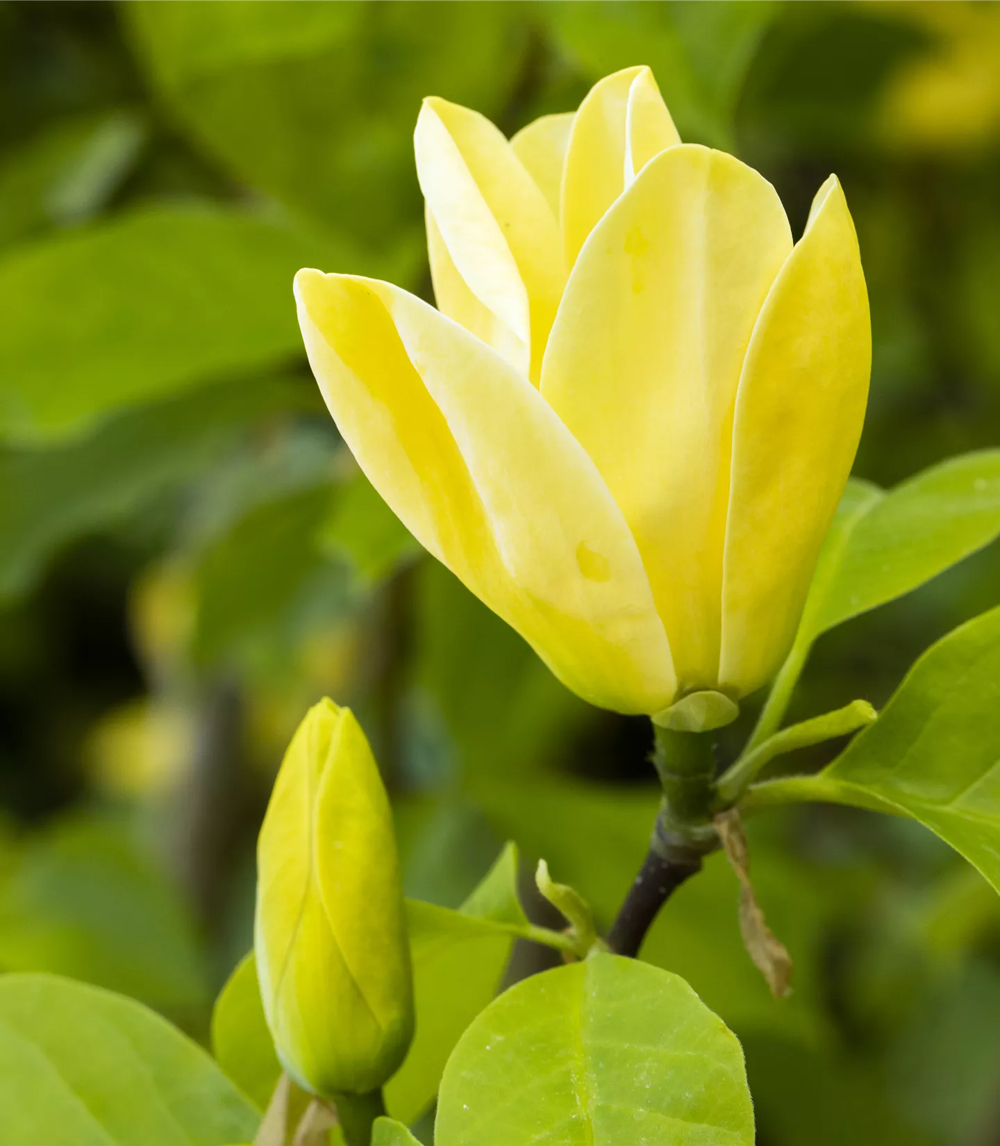 Magnolia brooklynensis (x) 'Yellow Bird'