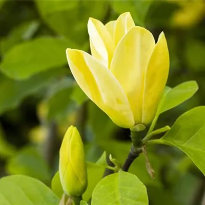 Container 70 - 80 - Magnolie 'Yellow Bird' - Magnolia brooklynensis (x) 'Yellow Bird'