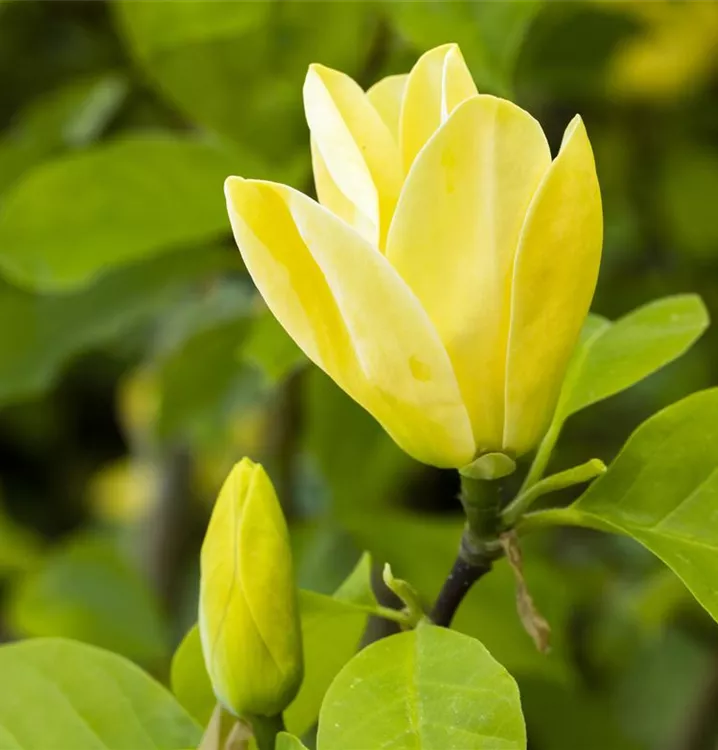 Magnolie 'Yellow Bird' - Magnolia brooklynensis (x) 'Yellow Bird'