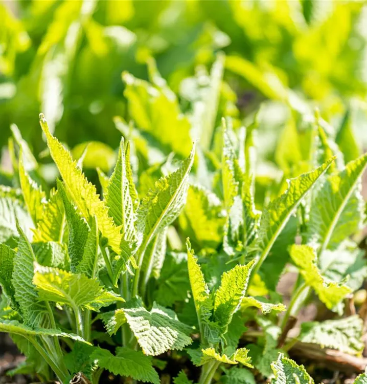 Klebrige Salbei - Salvia glutinosa