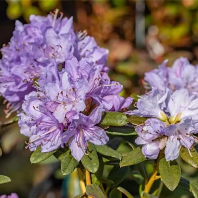 MB/ 30 - 35 - Kleinblättriger Rhododendron 'Ramapo' - Rhododendron 'Ramapo'