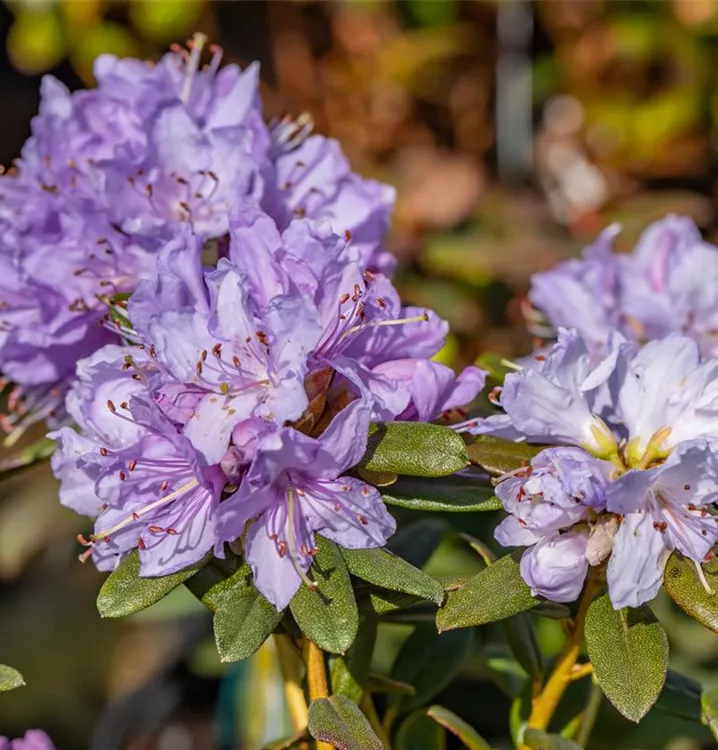Kleinblättriger Rhododendron 'Ramapo' - Rhododendron 'Ramapo'