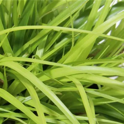 Topfgrösse 1 Liter - Japansegge 'Everillo' - Carex oshimensis 'Everillo'