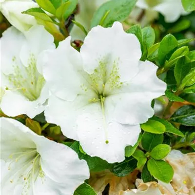 im Container 30 - 35 - Japanische Azalee 'Dorothy Hayden' - Rhododendron (Japanische Azalee) 'Dorothy Hayden'