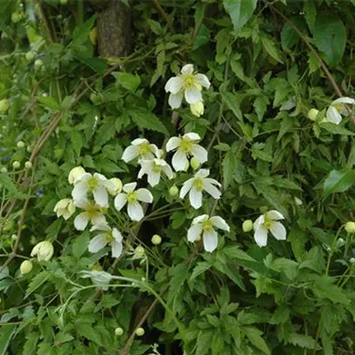 Topfgrösse 4 Liter - Berg-Waldrebe 'Grandiflora' - Clematis montana var. grandiflora