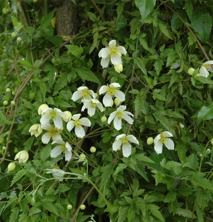 Berg-Waldrebe 'Grandiflora' - Clematis montana var. grandiflora