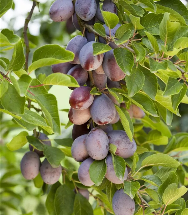 Prunus (Zwetschge) 'Hauszwetschge' (Typ Rinklin)