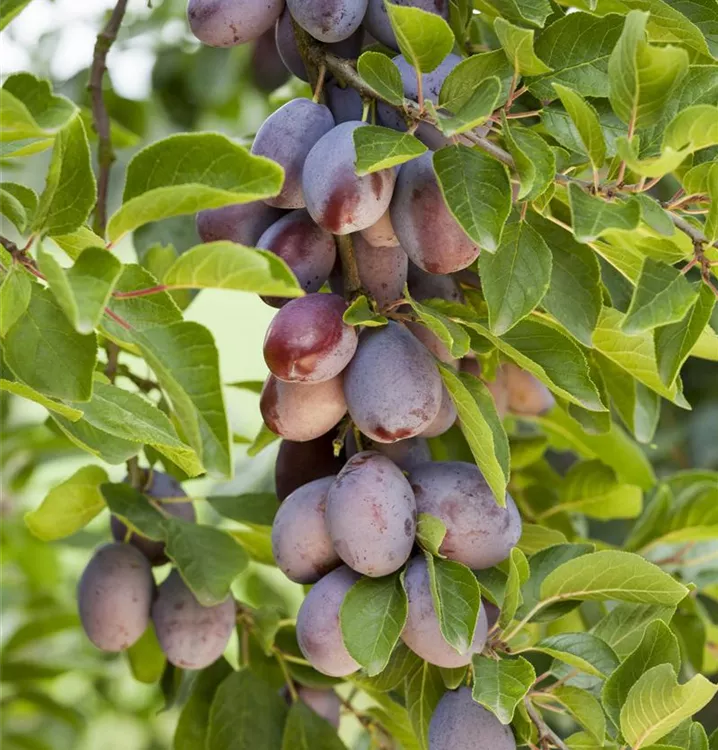 Zwetschge 'Hauszwetschge' - Prunus (Zwetschge) 'Hauszwetschge' (Typ Rinklin)