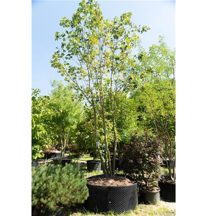 Bergahorn - Acer pseudoplatanus - Collection