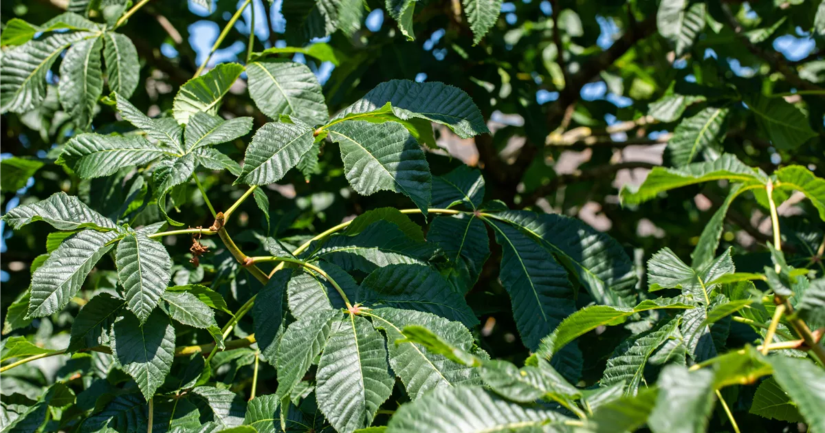 Aesculus parviflora Collection, Strauchkastanie