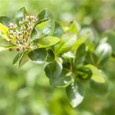 C 3 40- 60 - Apfelbeere prunifolia - Aronia prunifolia - Collection