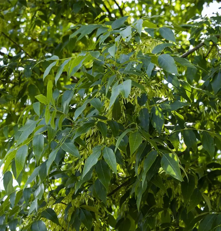 Gemeine Esche, Gewöhnliche Esche, Fraxinus Excelsior, Gemeine Esche, Europäische Asche, Le Frêne - Foto 5