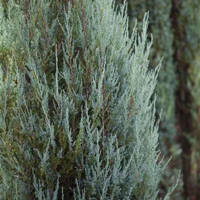 3xv mB 80- 100 - Raketen-Wacholder - Juniperus scopulorum 'Skyrocket' - Collection