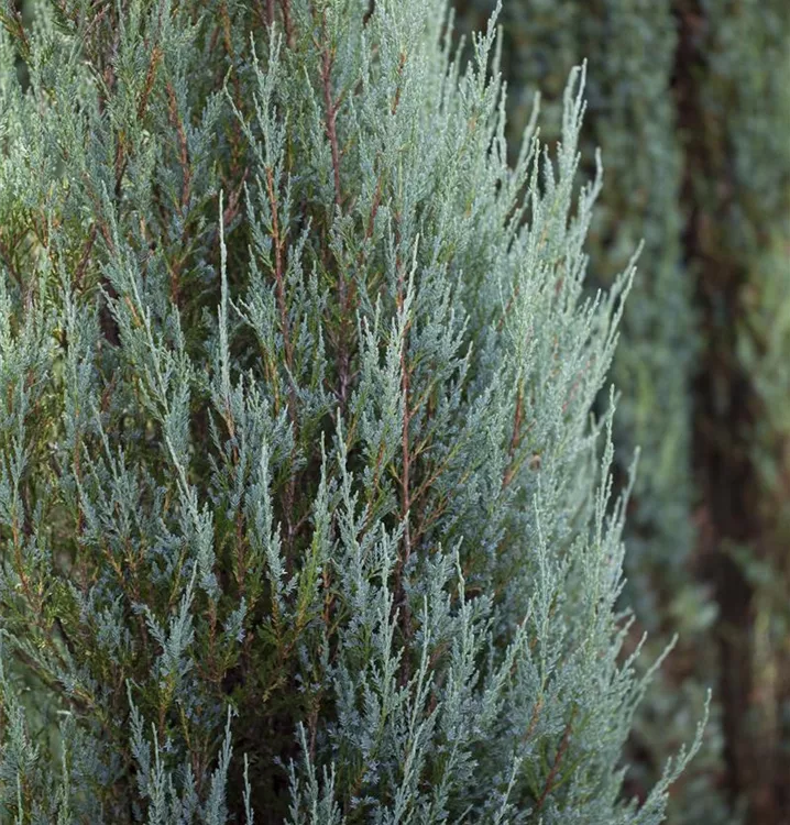 Raketen-Wacholder - Juniperus scopulorum 'Skyrocket' - Collection