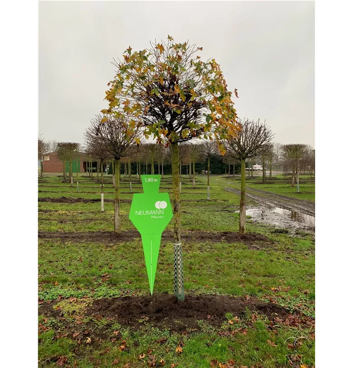 Liquidambar styraciflua 'Gumball' Collection, Amberbaum 'Gumball'