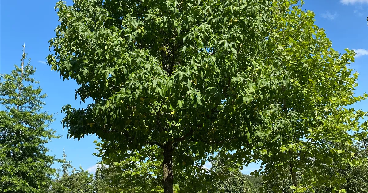 Liquidambar styraciflua 'Lane Roberts' Collection, Amberbaum 'Lane