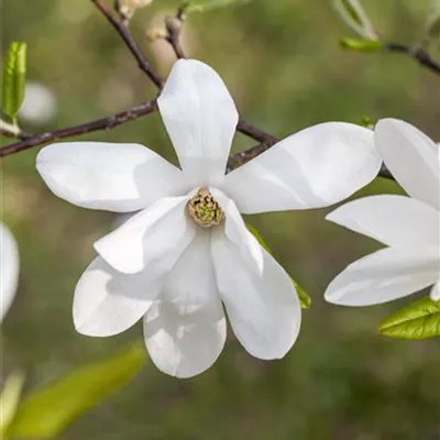 H 2xv mB 7- 8 - Kobushi-Magnolie - Magnolia kobus - Collection