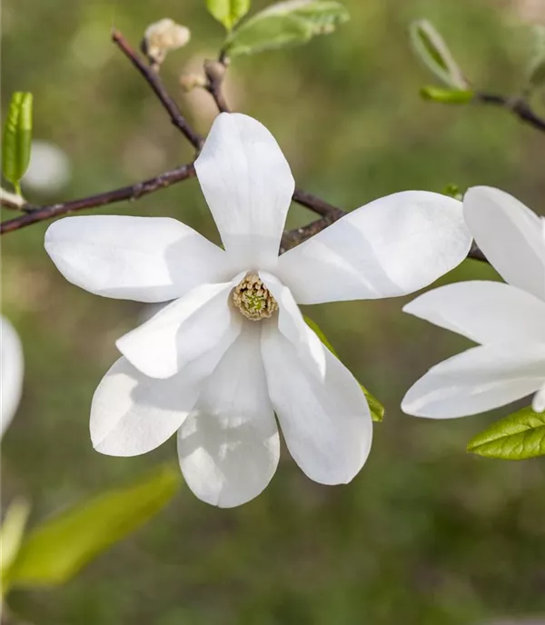Magnolia kobus - Collection