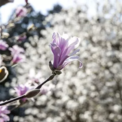 Sol 3xv mDb 80- 100 - Purpurmagnolie 'Betty' - Magnolia liliiflora 'Betty' - Collection