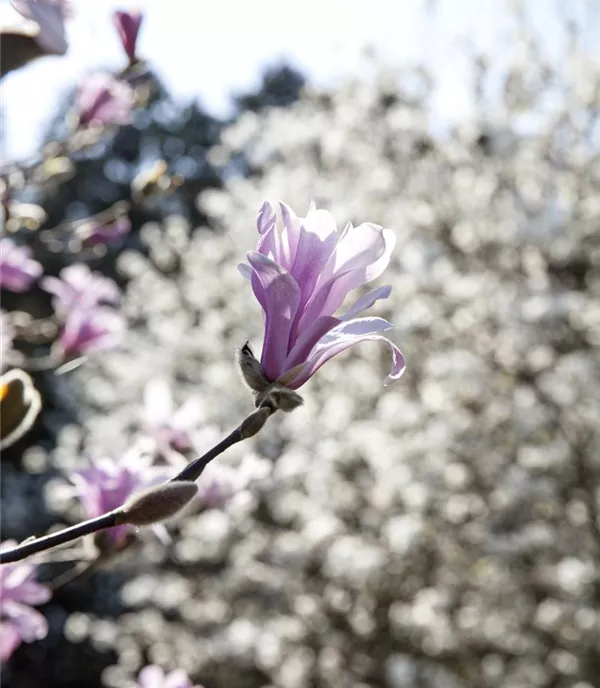Magnolia liliiflora 'Betty' - Collection