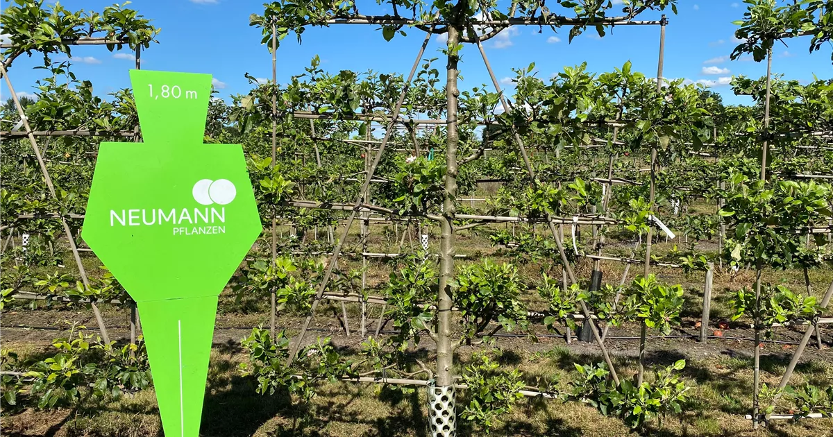 Malus 'James Grieve' CAC Collection, Apfel 'James Grieve' mittel