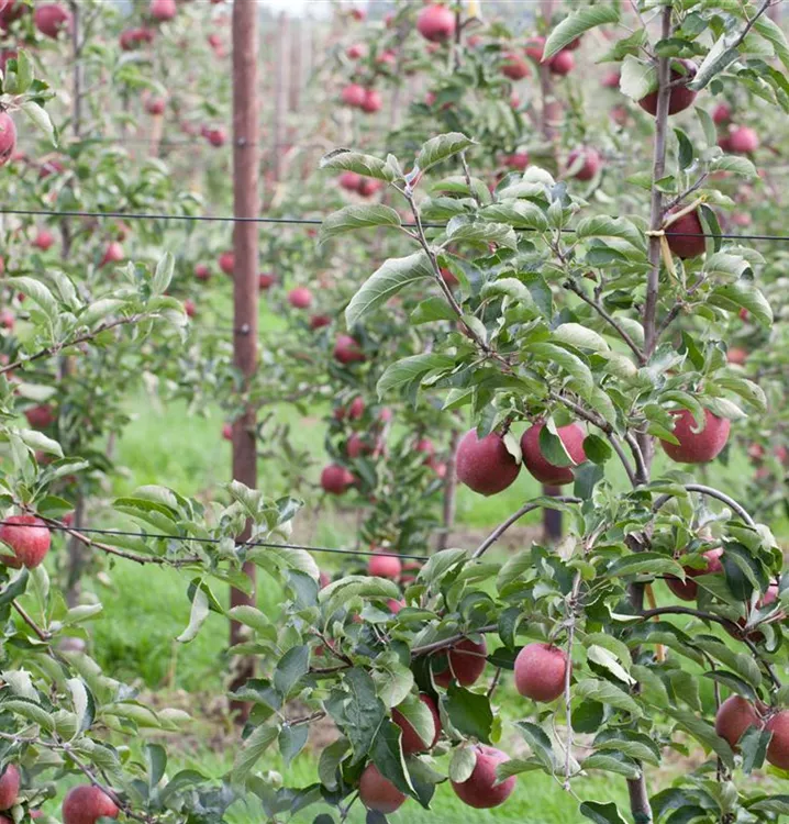 Malus 'Roter Gravensteiner Rellstab' CAC - Collection, Apfel 'Roter ...