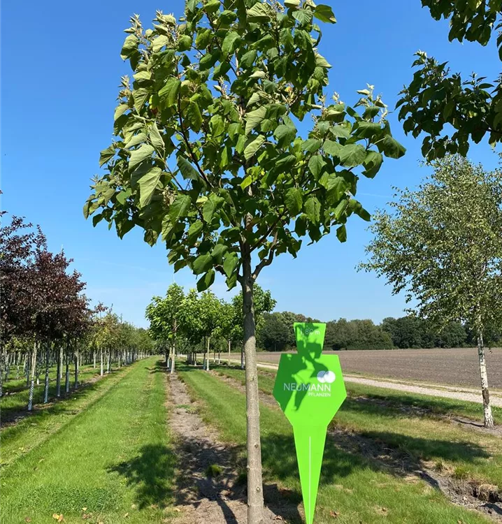 Paulownia tomentosa Collection, Blauglockenbaum Bauer Baumschulen AG