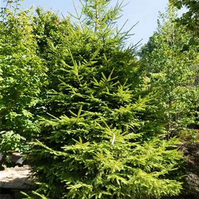  Picea abies 400-450 WA 309.83 - Rotfichte - Picea abies - Collection