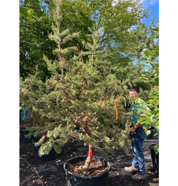 Pinus banksiana - Collection, Strauchkiefer