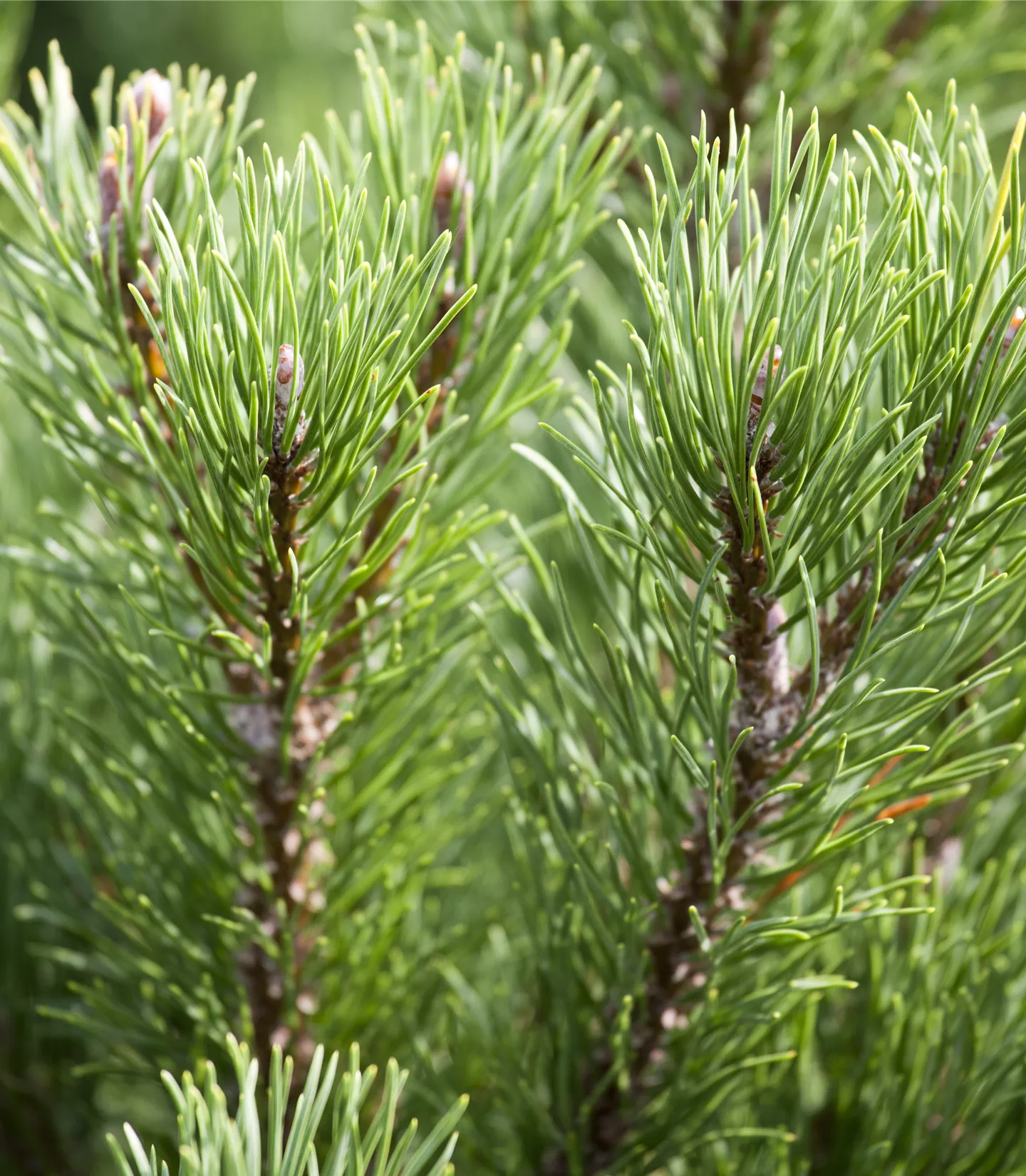 Pinus mugo 'Carsten's Wintergold' - Collection