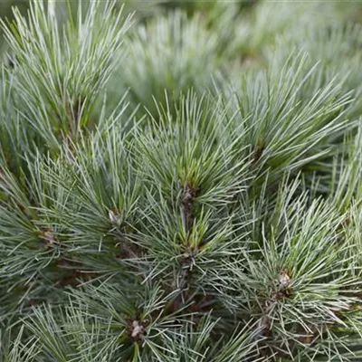 Sol 4xv mB 70- 80 - Streichelkiefer - Pinus strobus 'Radiata' - Collection