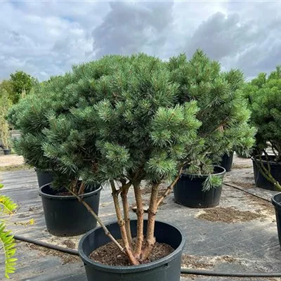 Pinus Sylvestris Watereri Schirmform