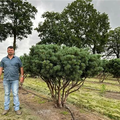 Pinus Sylvestris Watereri Schirmform