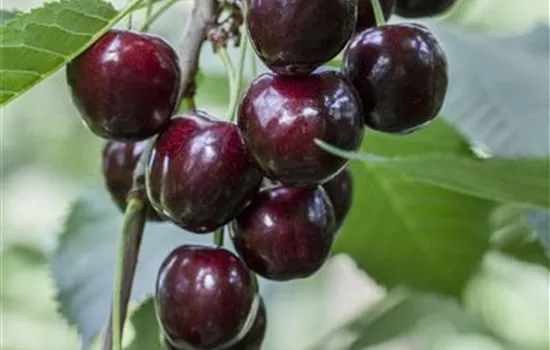 Kirsche Obst Frucht Schlüsselanhänger Schaumstoff Glücksbringer Anhänger  kaufen bei