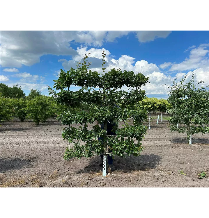 Pflaume 'Ontario' früh - Prunus dom.'Ontario' CAC - Collection