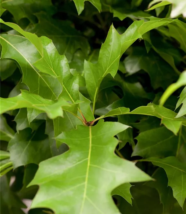 Quercus palustris 'Green Dwarf' - Collection