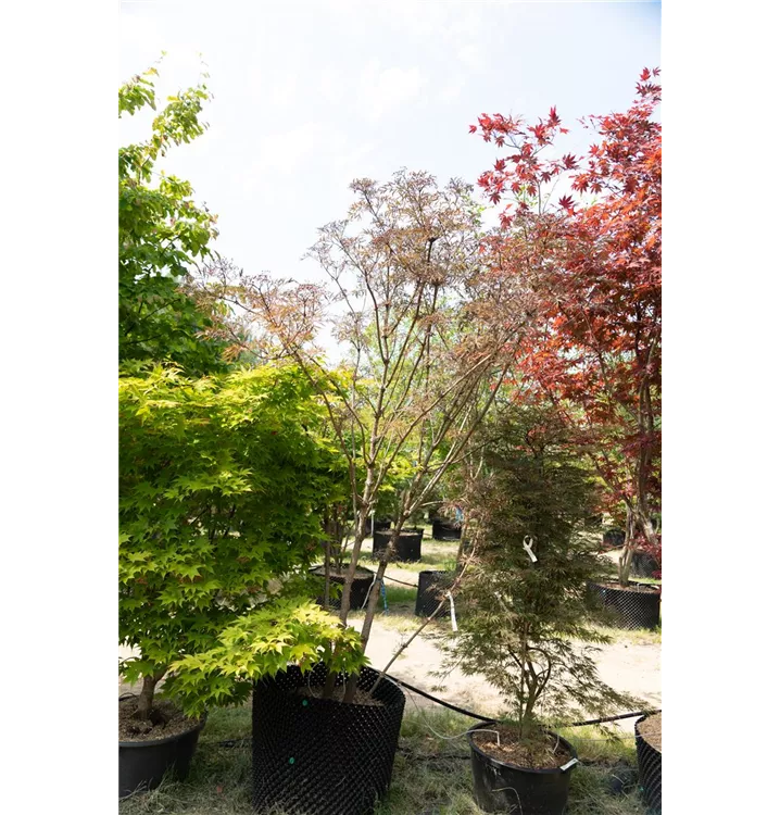 Sambucus nigra 'Black Lace' -R--S- - Collection, Schwarzer Holunder ... Sambucus nigra 'Black Lace' -R--S- - Collection, Schwarzer Holunder ...